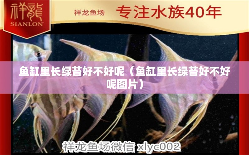 魚(yú)缸里長(zhǎng)綠苔好不好呢（魚(yú)缸里長(zhǎng)綠苔好不好呢圖片） 祥龍水族醫(yī)院