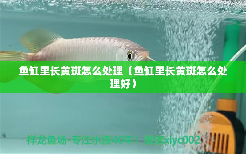 魚缸里長黃斑怎么處理（魚缸里長黃斑怎么處理好） 祥龍水族醫(yī)院