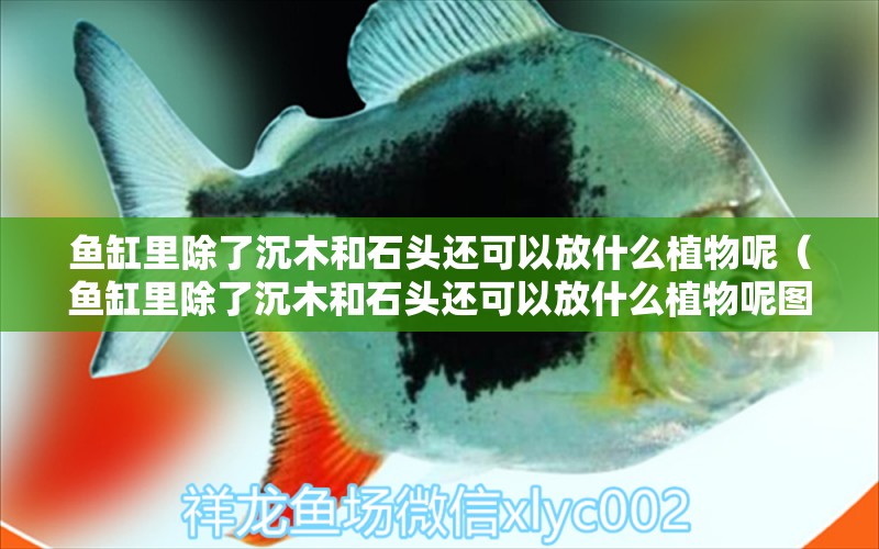 魚缸里除了沉木和石頭還可以放什么植物呢（魚缸里除了沉木和石頭還可以放什么植物呢圖片）