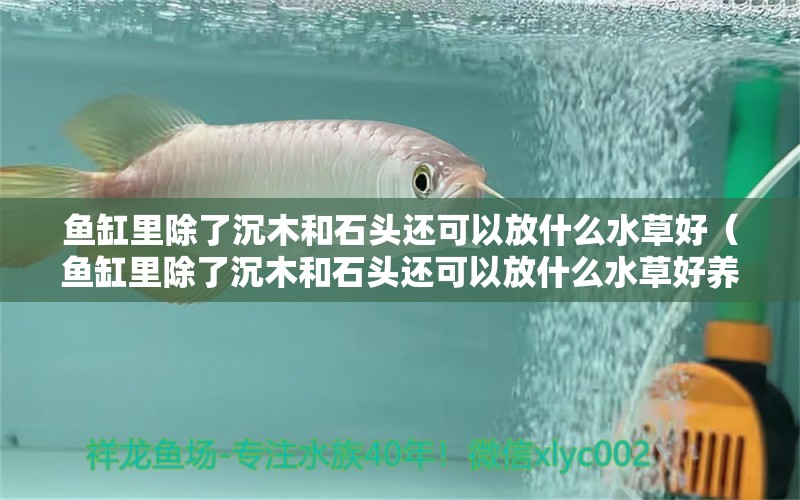 魚缸里除了沉木和石頭還可以放什么水草好（魚缸里除了沉木和石頭還可以放什么水草好養(yǎng)）