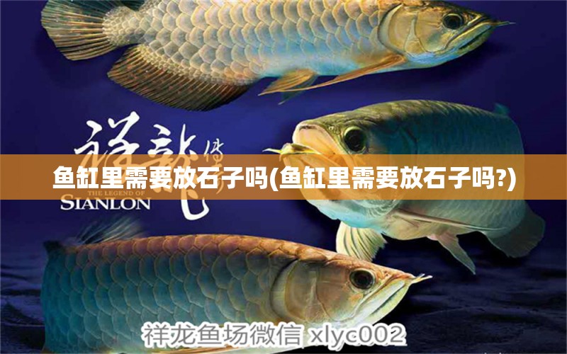 魚缸里需要放石子嗎(魚缸里需要放石子嗎?) 斑馬鴨嘴魚