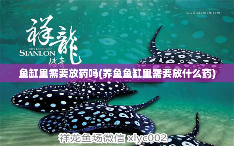 魚缸里需要放藥嗎(養(yǎng)魚魚缸里需要放什么藥) 馬拉莫寶石魚苗