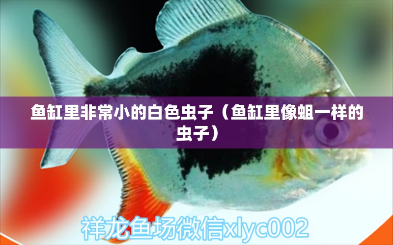 魚缸里非常小的白色蟲子（魚缸里像蛆一樣的蟲子）