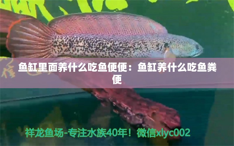 魚缸里面養(yǎng)什么吃魚便便：魚缸養(yǎng)什么吃魚糞便 觀賞魚市場(chǎng)（混養(yǎng)魚）