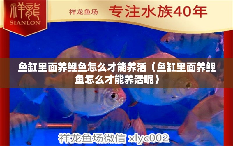 魚缸里面養(yǎng)鯉魚怎么才能養(yǎng)活（魚缸里面養(yǎng)鯉魚怎么才能養(yǎng)活呢）