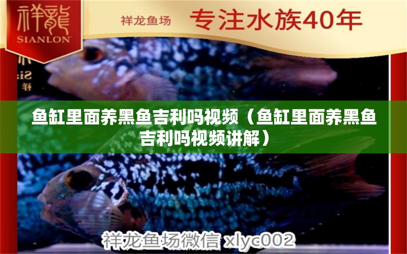 魚缸里面養(yǎng)黑魚吉利嗎視頻（魚缸里面養(yǎng)黑魚吉利嗎視頻講解） 祥龍水族醫(yī)院