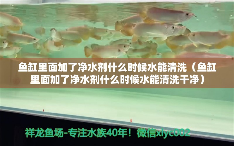 魚缸里面加了凈水劑什么時候水能清洗（魚缸里面加了凈水劑什么時候水能清洗干凈） 觀賞魚水族批發(fā)市場