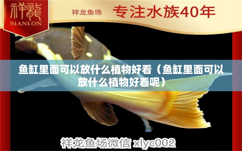 魚缸里面可以放什么植物好看（魚缸里面可以放什么植物好看呢）