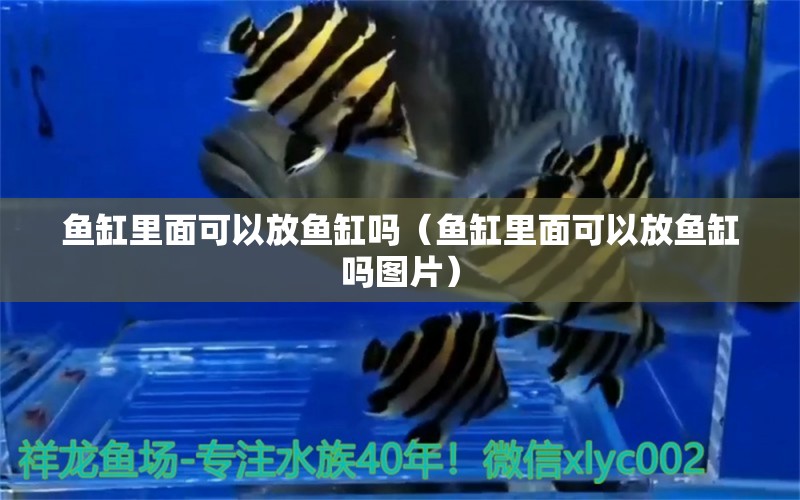 魚缸里面可以放魚缸嗎（魚缸里面可以放魚缸嗎圖片）