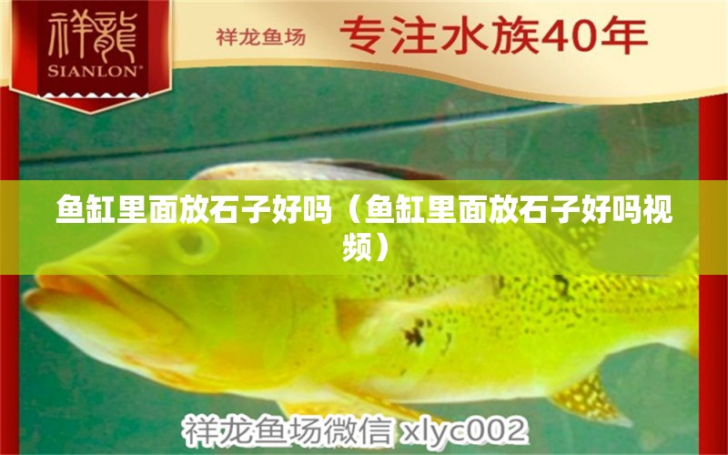 魚(yú)缸里面放石子好嗎（魚(yú)缸里面放石子好嗎視頻）