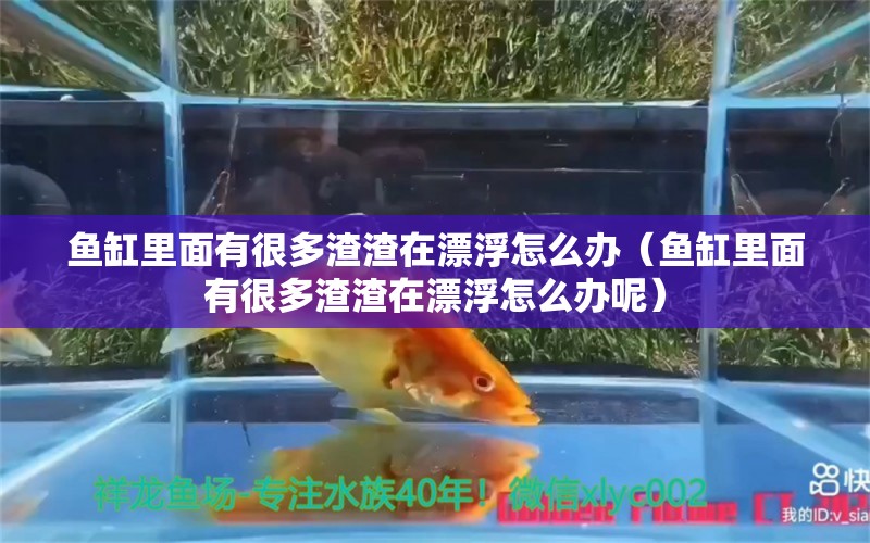 魚缸里面有很多渣渣在漂浮怎么辦（魚缸里面有很多渣渣在漂浮怎么辦呢） 祥龍水族醫(yī)院