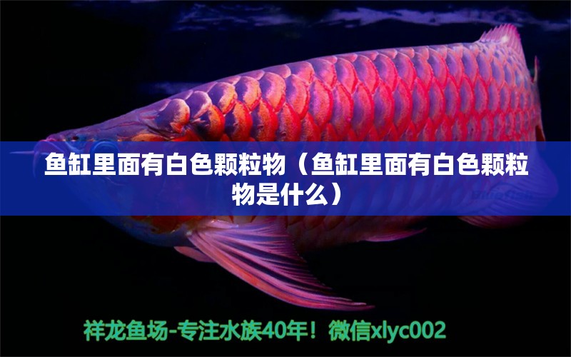 魚缸里面有白色顆粒物（魚缸里面有白色顆粒物是什么） 水族品牌