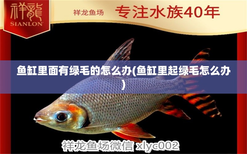 魚缸里面有綠毛的怎么辦(魚缸里起綠毛怎么辦)