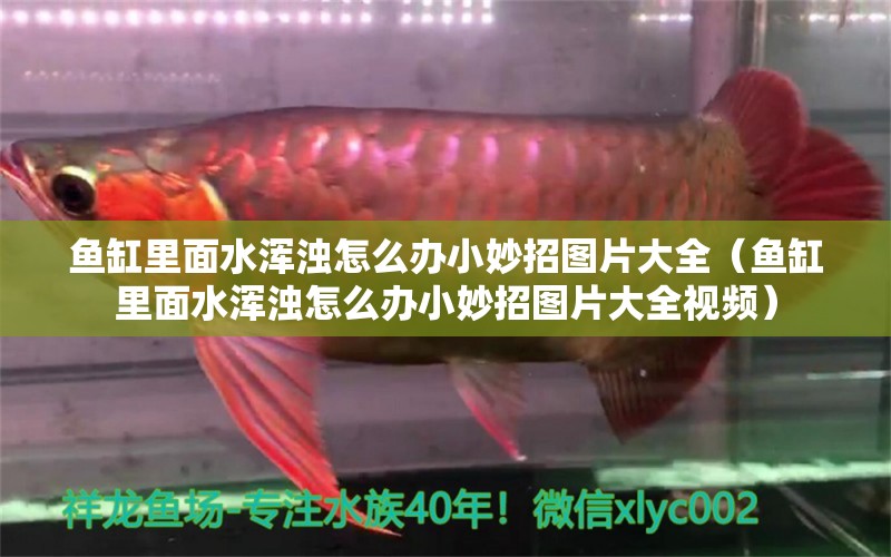 魚缸里面水渾濁怎么辦小妙招圖片大全（魚缸里面水渾濁怎么辦小妙招圖片大全視頻）