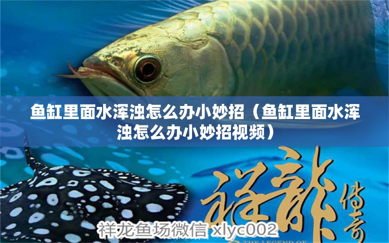 魚缸里面水渾濁怎么辦小妙招（魚缸里面水渾濁怎么辦小妙招視頻） 斑馬狗頭魚