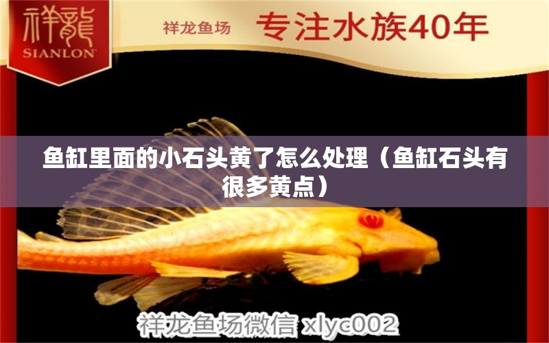 魚(yú)缸里面的小石頭黃了怎么處理（魚(yú)缸石頭有很多黃點(diǎn)） 國(guó)產(chǎn)元寶鳳凰魚(yú)