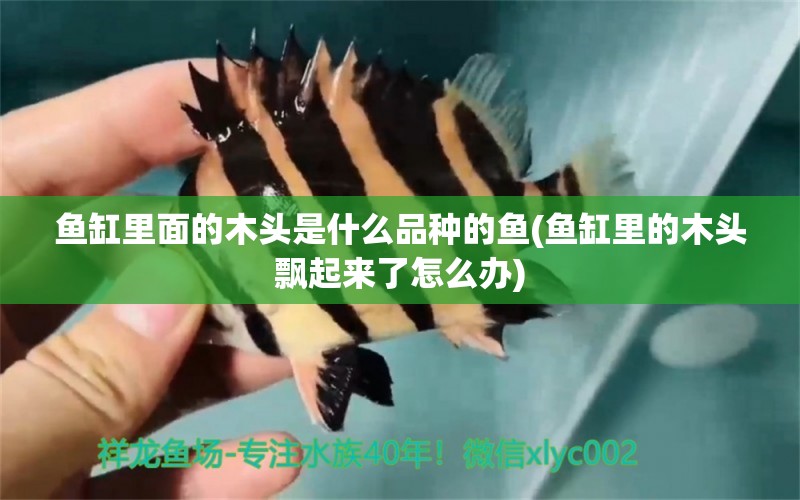 魚缸里面的木頭是什么品種的魚(魚缸里的木頭飄起來了怎么辦) 赤焰中國虎魚 第1張