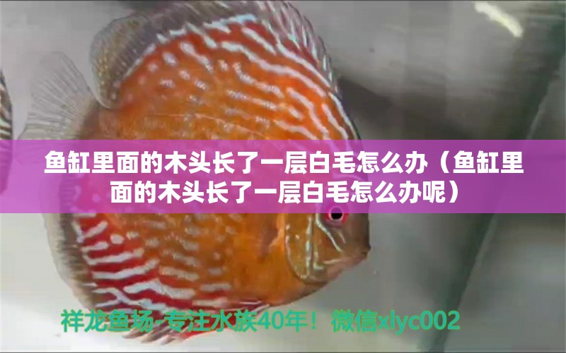 魚缸里面的木頭長了一層白毛怎么辦（魚缸里面的木頭長了一層白毛怎么辦呢）