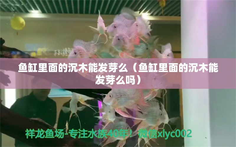 魚缸里面的沉木能發(fā)芽么（魚缸里面的沉木能發(fā)芽么嗎）