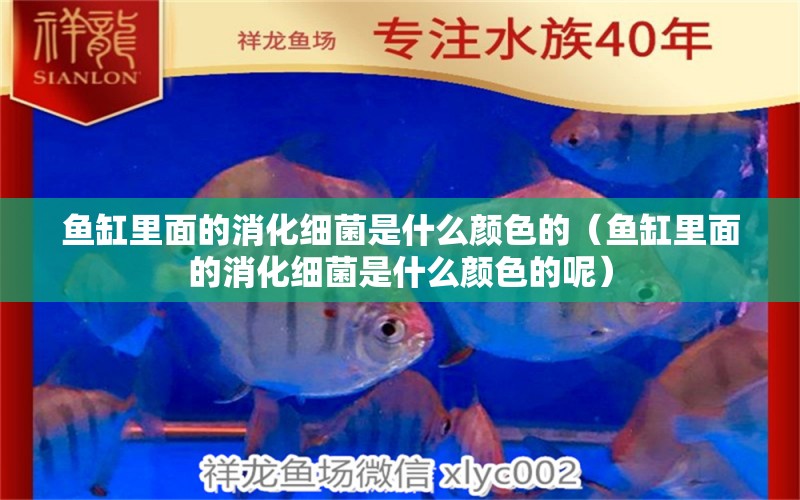 魚缸里面的消化細菌是什么顏色的（魚缸里面的消化細菌是什么顏色的呢） 金龍魚糧