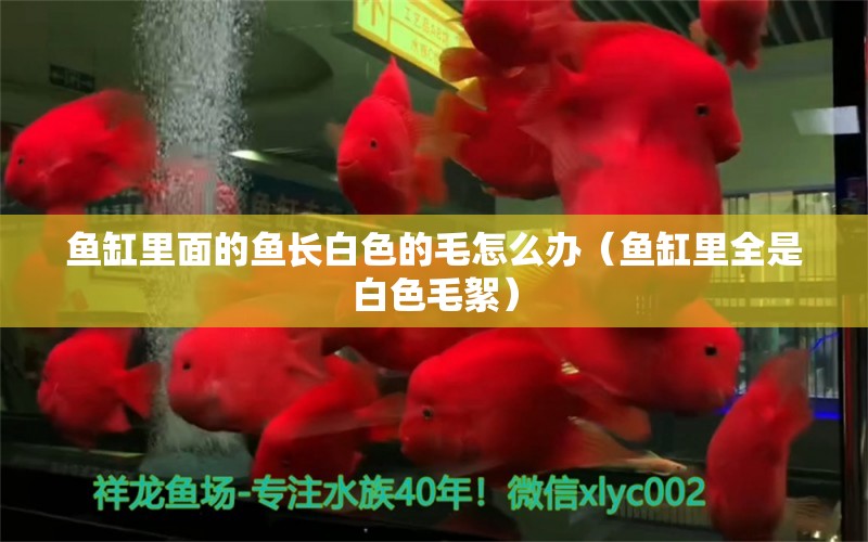 魚缸里面的魚長白色的毛怎么辦（魚缸里全是白色毛絮）