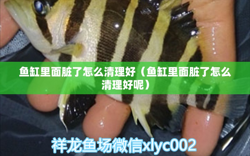 魚缸里面臟了怎么清理好（魚缸里面臟了怎么清理好呢）