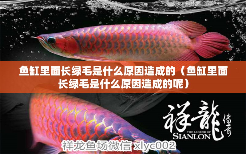 魚(yú)缸里面長(zhǎng)綠毛是什么原因造成的（魚(yú)缸里面長(zhǎng)綠毛是什么原因造成的呢）