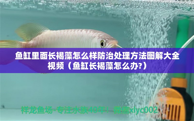 魚缸里面長(zhǎng)褐藻怎么樣防治處理方法圖解大全視頻（魚缸長(zhǎng)褐藻怎么辦?）