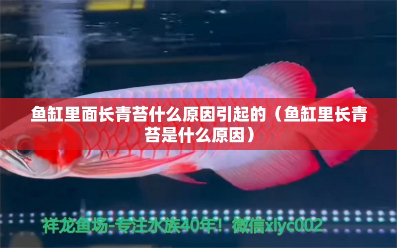 魚缸里面長青苔什么原因引起的（魚缸里長青苔是什么原因） 速倍妥魚糧魚藥