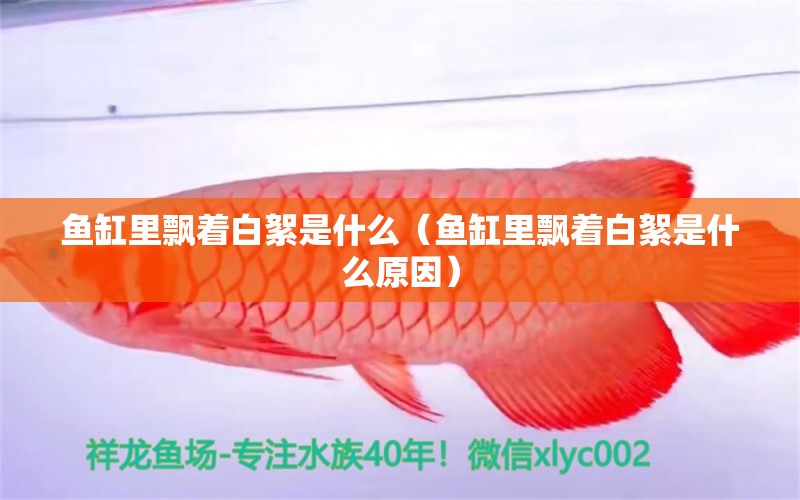 魚缸里飄著白絮是什么（魚缸里飄著白絮是什么原因）