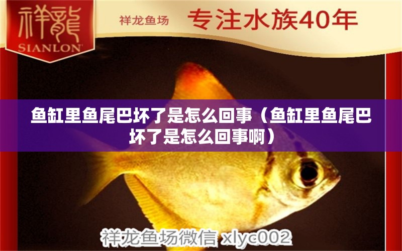 魚(yú)缸里魚(yú)尾巴壞了是怎么回事（魚(yú)缸里魚(yú)尾巴壞了是怎么回事?。?觀賞魚(yú)市場(chǎng)（混養(yǎng)魚(yú)）