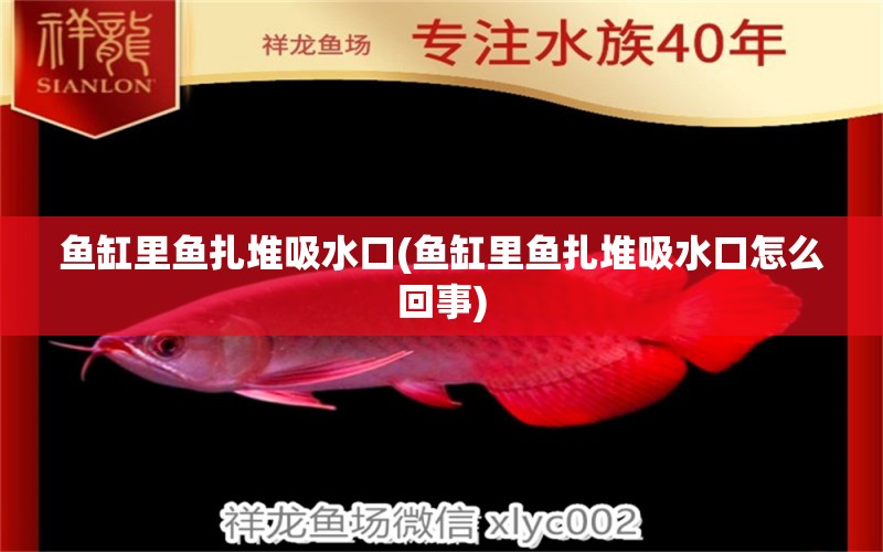 魚缸里魚扎堆吸水口(魚缸里魚扎堆吸水口怎么回事) 粗線銀版魚苗