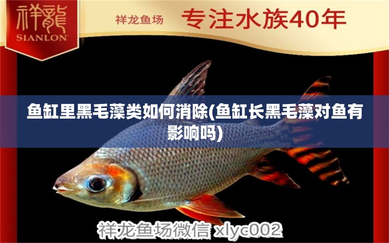 魚缸里黑毛藻類如何消除(魚缸長(zhǎng)黑毛藻對(duì)魚有影響嗎) 斑馬鴨嘴魚