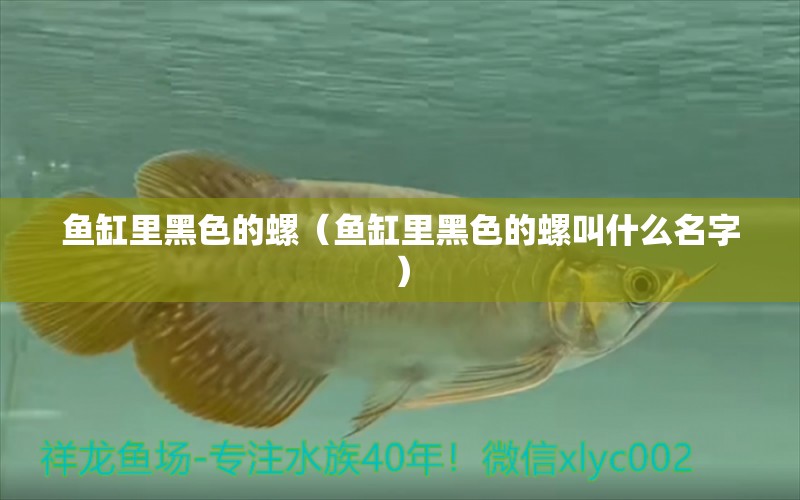 魚缸里黑色的螺（魚缸里黑色的螺叫什么名字） 觀賞魚市場（混養(yǎng)魚）