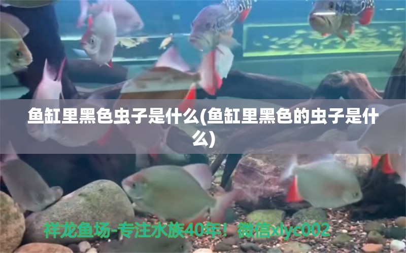 魚缸里黑色蟲子是什么(魚缸里黑色的蟲子是什么) 祥龍傳奇品牌魚缸 第1張