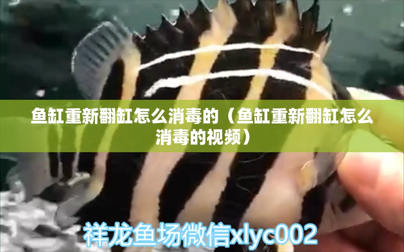 魚缸重新翻缸怎么消毒的（魚缸重新翻缸怎么消毒的視頻） 祥龍水族醫(yī)院