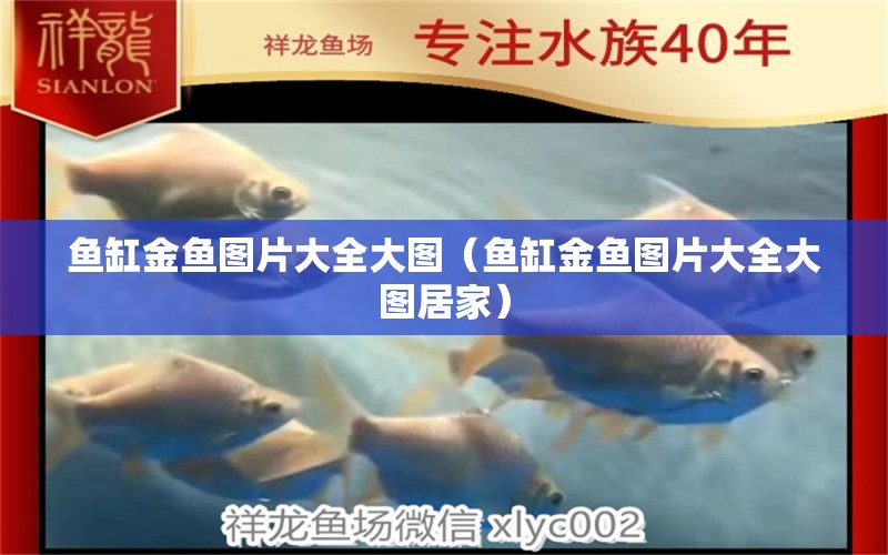 魚缸金魚圖片大全大圖（魚缸金魚圖片大全大圖居家） 申古銀版魚