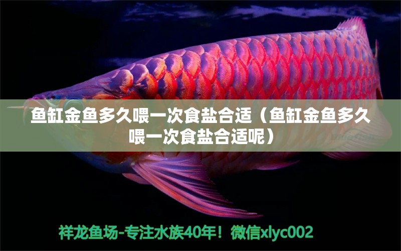 魚缸金魚多久喂一次食鹽合適（魚缸金魚多久喂一次食鹽合適呢）