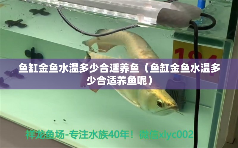 魚缸金魚水溫多少合適養(yǎng)魚（魚缸金魚水溫多少合適養(yǎng)魚呢）