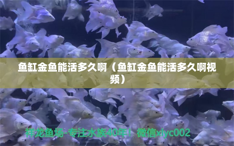 魚缸金魚能活多久?。~缸金魚能活多久啊視頻）