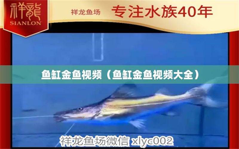 魚缸金魚視頻（魚缸金魚視頻大全）