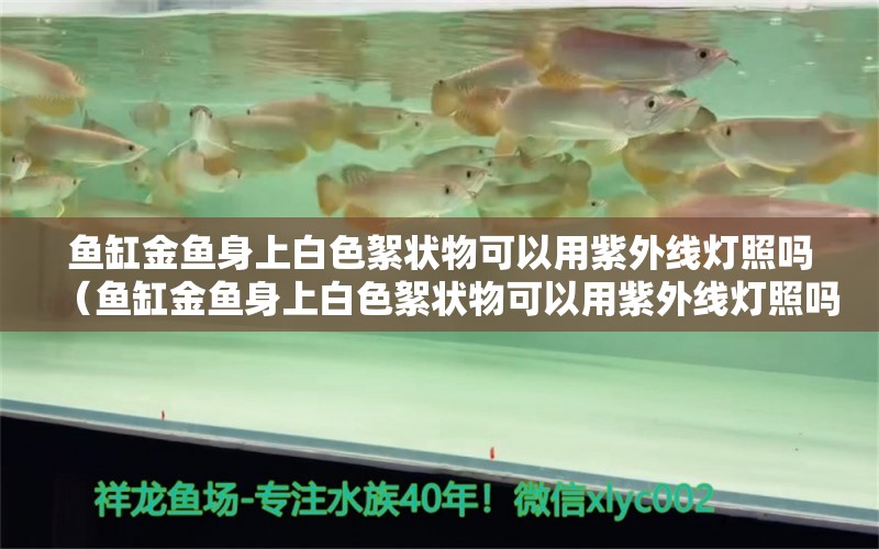 魚缸金魚身上白色絮狀物可以用紫外線燈照嗎（魚缸金魚身上白色絮狀物可以用紫外線燈照嗎）