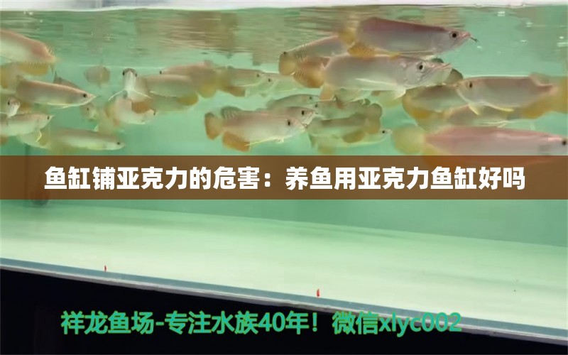 魚缸鋪亞克力的危害：養(yǎng)魚用亞克力魚缸好嗎 養(yǎng)魚的好處 第2張