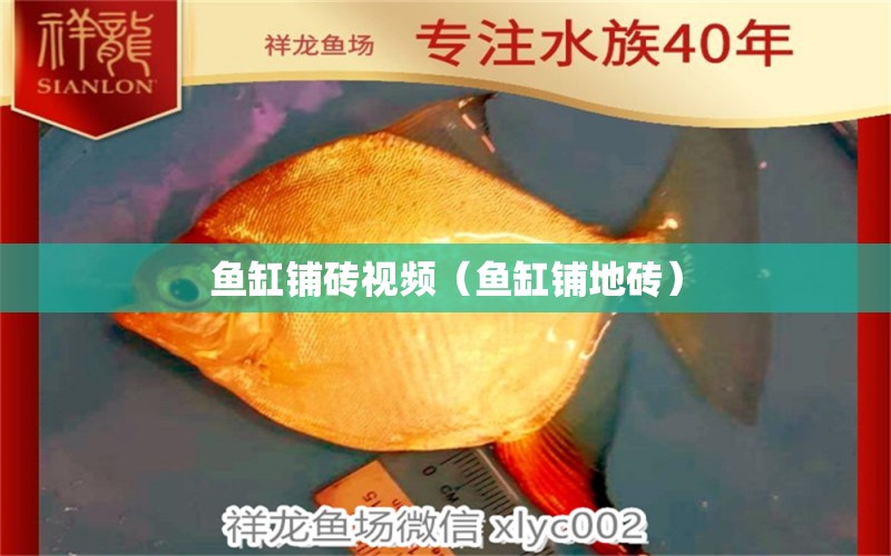 魚缸鋪磚視頻（魚缸鋪地磚） 女王大帆魚