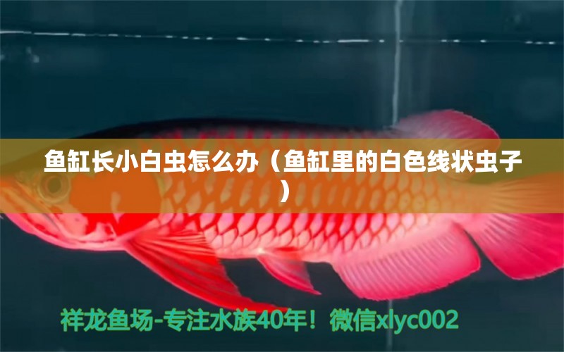 魚缸長(zhǎng)小白蟲怎么辦（魚缸里的白色線狀蟲子）