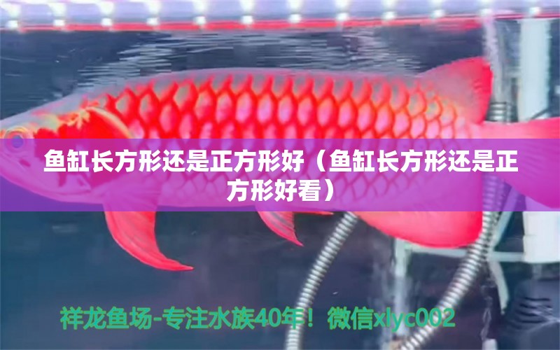 魚缸長方形還是正方形好（魚缸長方形還是正方形好看）