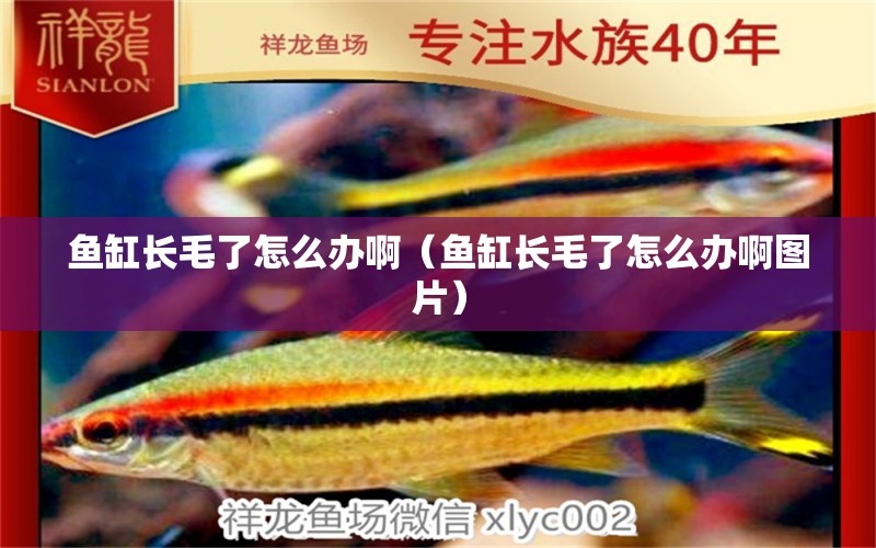 魚缸長毛了怎么辦啊（魚缸長毛了怎么辦啊圖片）