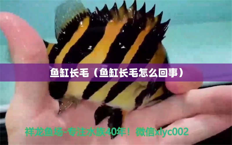 魚缸長(zhǎng)毛（魚缸長(zhǎng)毛怎么回事） 其他品牌魚缸