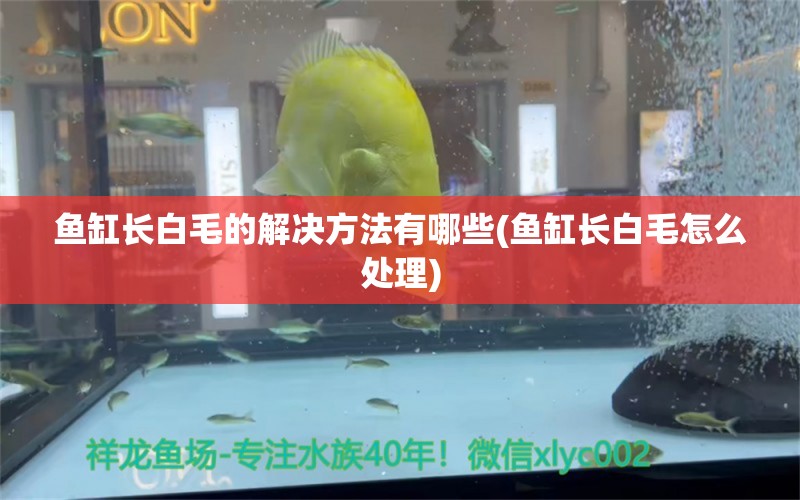 魚缸長白毛的解決方法有哪些(魚缸長白毛怎么處理)