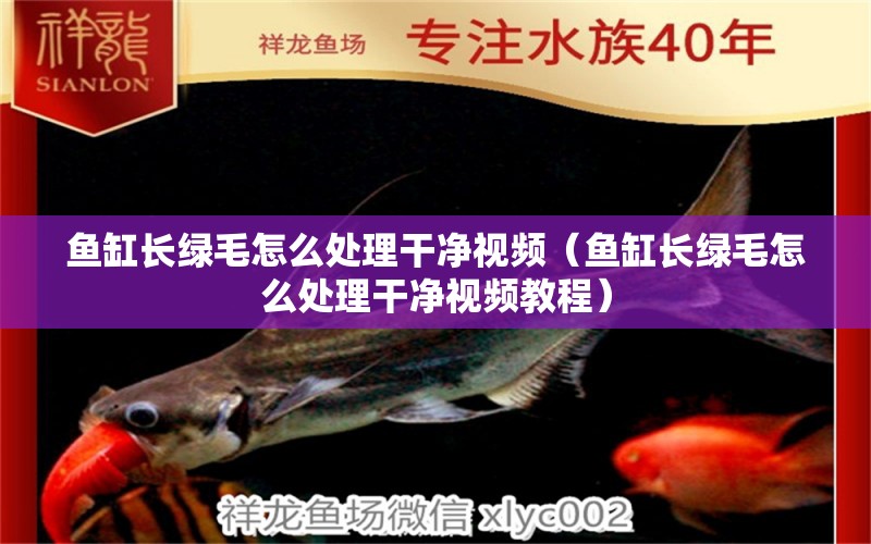 魚缸長綠毛怎么處理干凈視頻（魚缸長綠毛怎么處理干凈視頻教程）